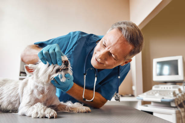 Best Pediatric Emergency Dentist in Virden, IL